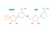 NMN vs. NR: Unraveling the Anti-Aging Potential and Structural Distinctions